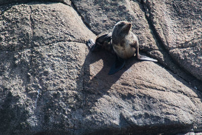 Monkey sitting on rock