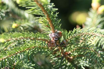 Close-up of insect on plant