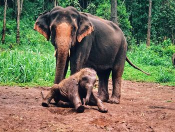 Elephant on field in forest