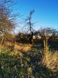 Bare trees on field against clear sky