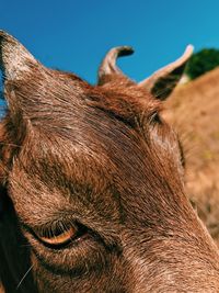 Close-up of horse grazing against clear sky