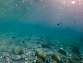 Flock of fish swimming in sea