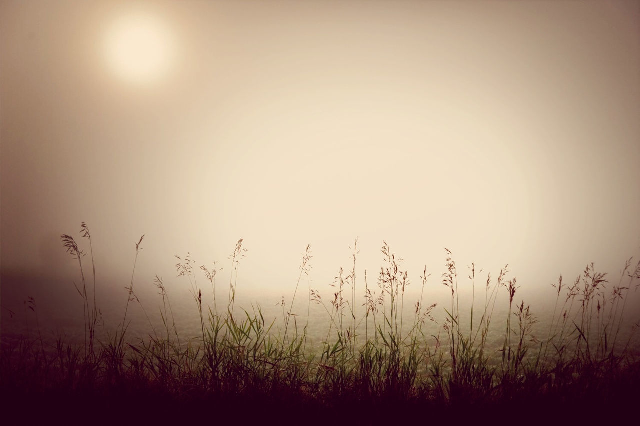 growth, sun, plant, nature, beauty in nature, field, tranquility, sunset, grass, tranquil scene, clear sky, scenics, copy space, sky, sunlight, outdoors, stem, no people, idyllic, landscape
