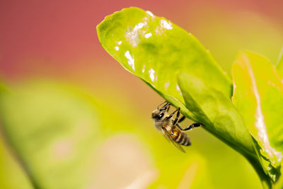 Close-up of insect on leaf