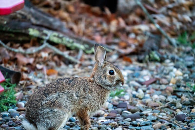 Close-up of squirrel on rock