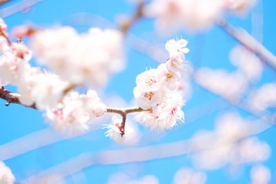 Low angle view of pink flowers against blue sky