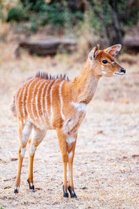 Giraffe standing on field
