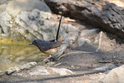 Close-up of bird perching on rock