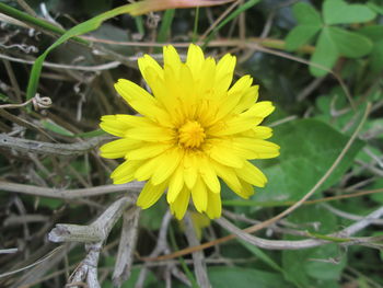 Close-up of yellow flower