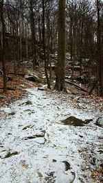 Bare trees in forest