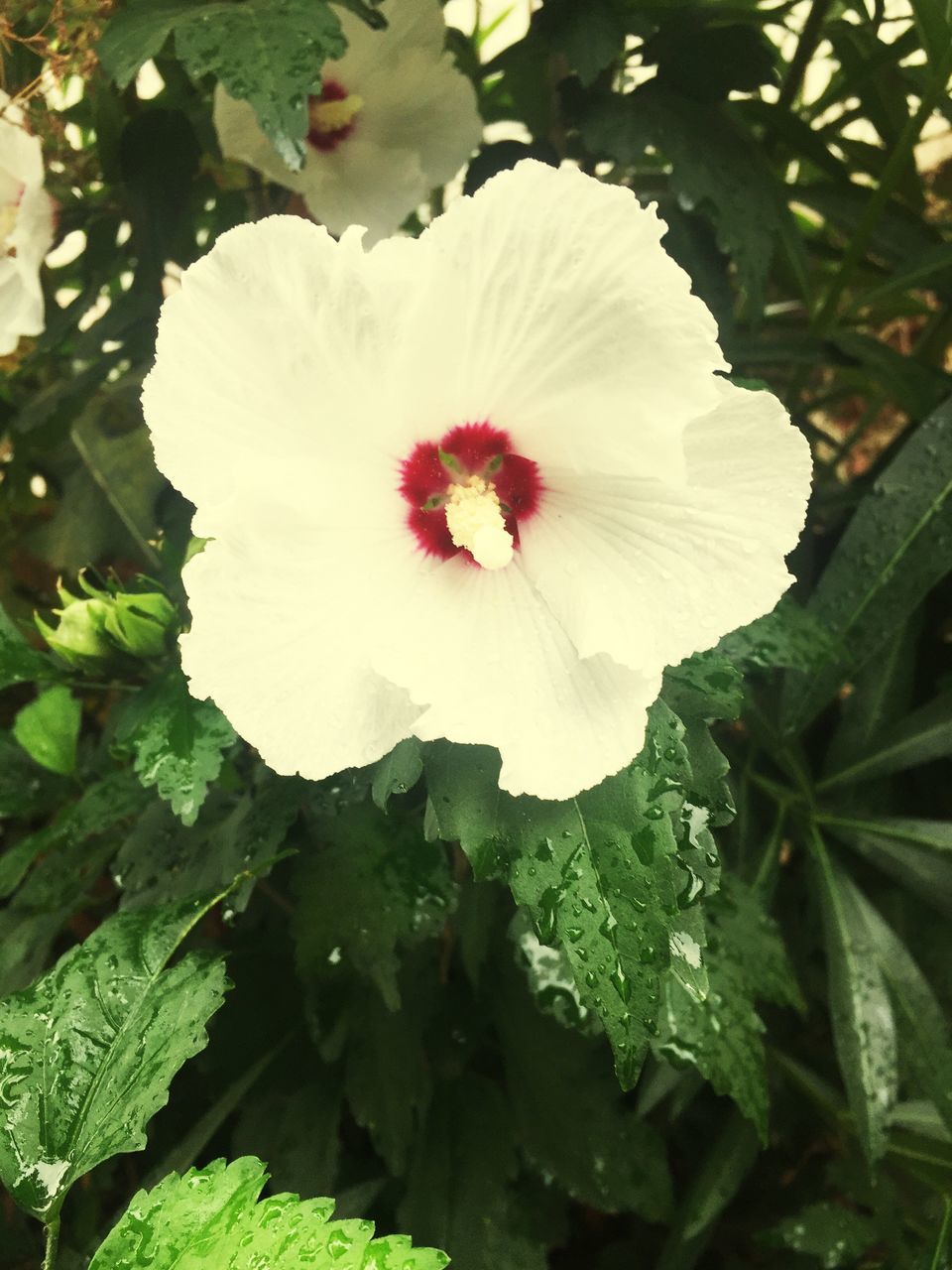 CLOSE-UP OF WHITE HIBISCUS FLOWER