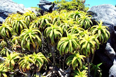 Close-up of succulent plants on field