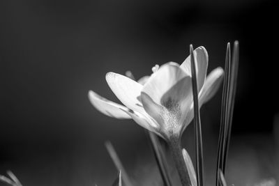 Close-up of flowering plant against white background