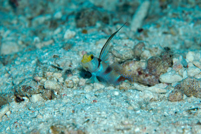 Fish swimming in sea