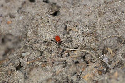 High angle view of ant on ground