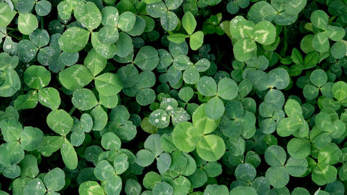 Top view of green clover leaves with water drops from rain or morning dew. natural background. 