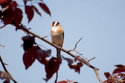 Low angle view of bird perching on tree against sky