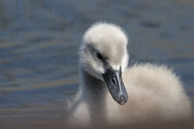 Close-up of a cygnet  swimming in lake