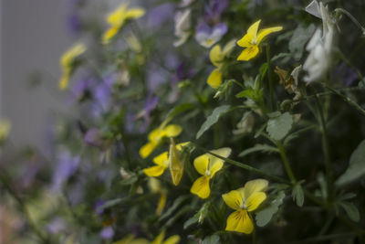 Close-up of yellow flower