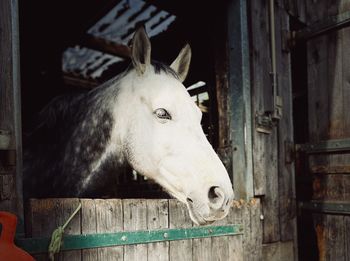 Close-up of horse in stable