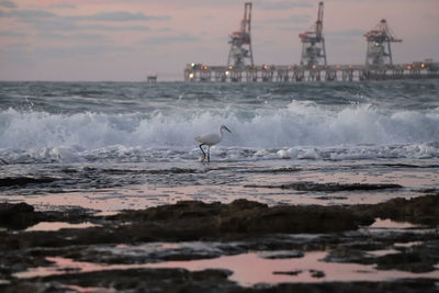 View of seagull on beach