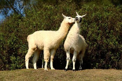 Sheep standing on grass