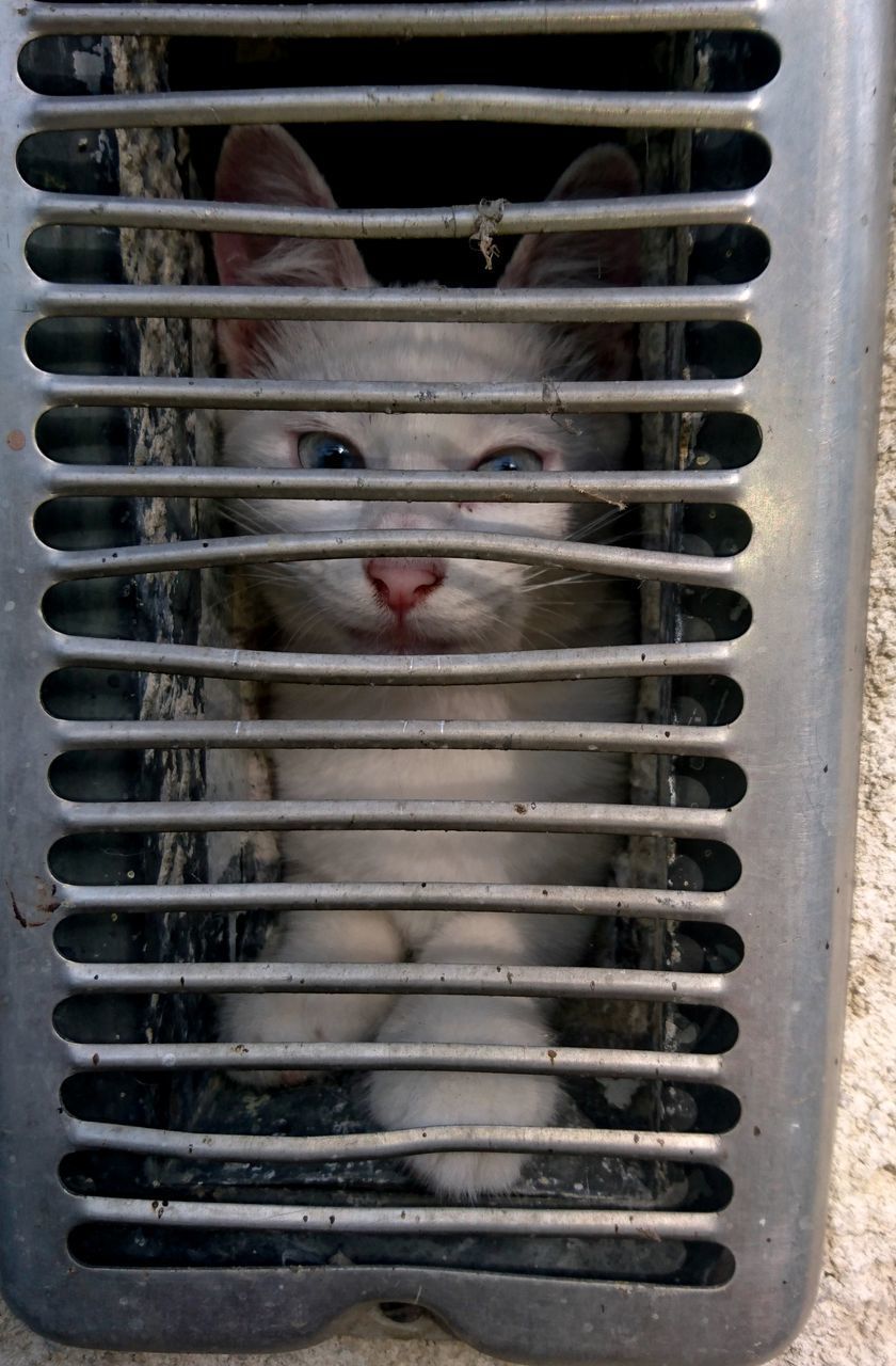 CLOSE-UP OF SNAKE IN CAGE