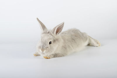 Close-up of a rabbit over white background