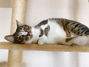 Close-up portrait of a cat resting