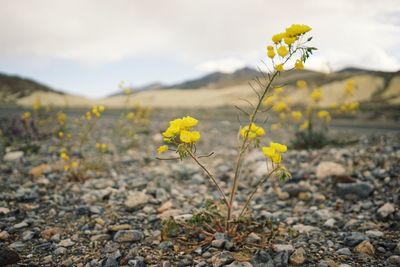 Close-up of yellow flowers blooming in field