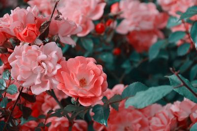 Close-up of pink flowers