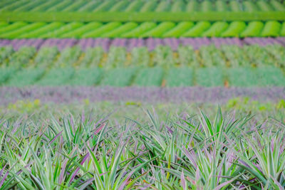 Full frame shot of rice field