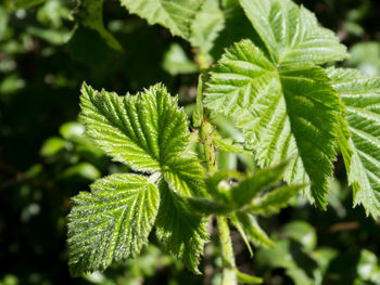 leaf
