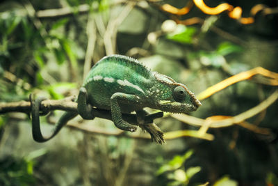 Close-up of lizard on branch