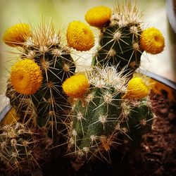 Close-up of cactus plants