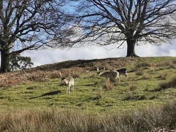 Deer grazing in a field