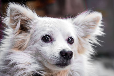 Close-up portrait of white dog