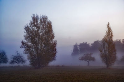 Trees on field against sky