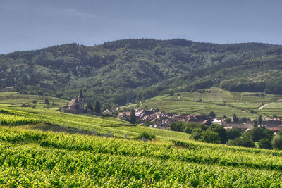 Scenic view of agricultural field against sky