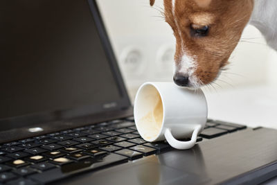 Dog spilled coffee on computer laptop keyboard. damage property from pet