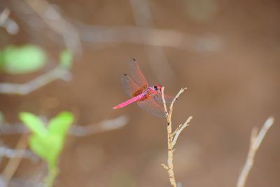 Close-up of dragonfly