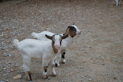 Two white goats