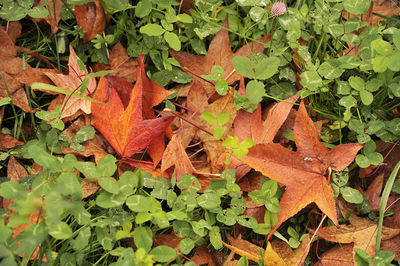 Close-up of orange maple leaves on tree