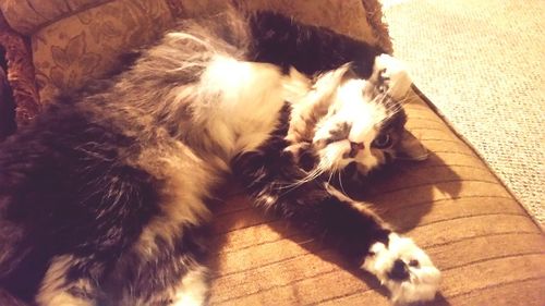 Close-up of cat resting on floor