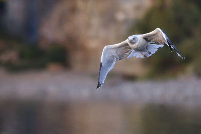 Close-up of bird flying outdoors