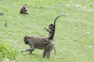 Monkeys on a field