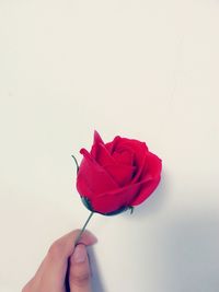 Close-up of person holding red rose against white background