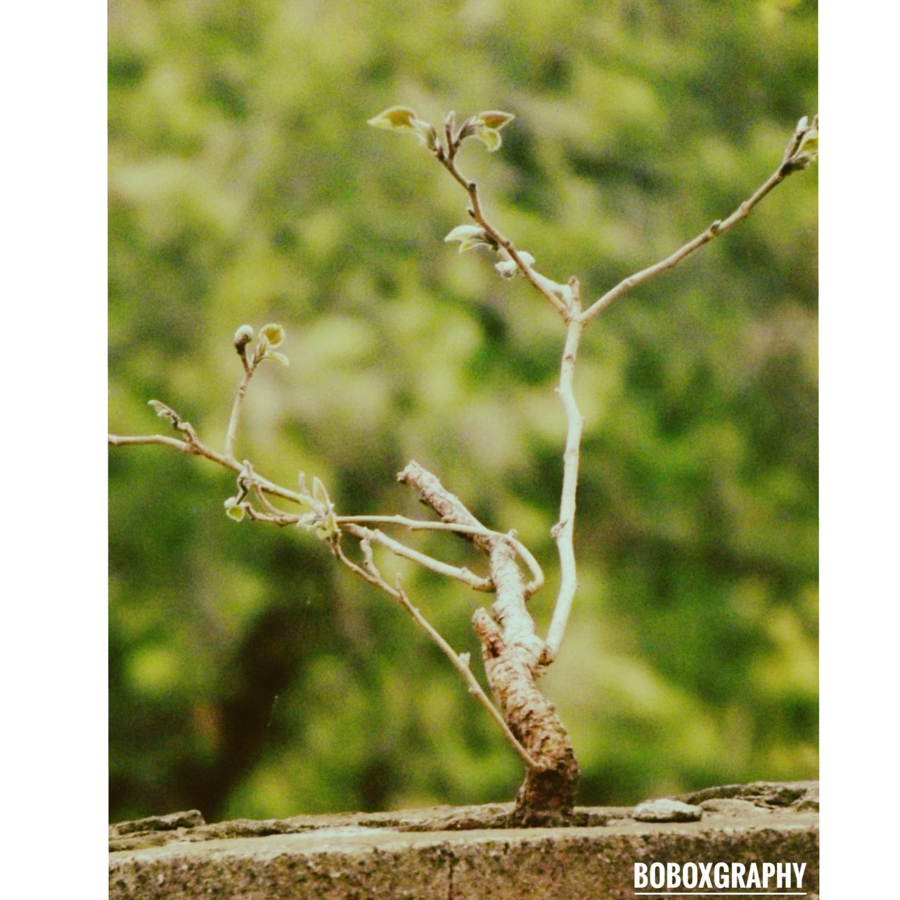 CLOSE-UP OF ANT ON TREE