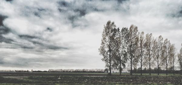 Trees on field against cloudy sky