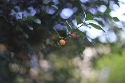 Close-up of fruits on tree